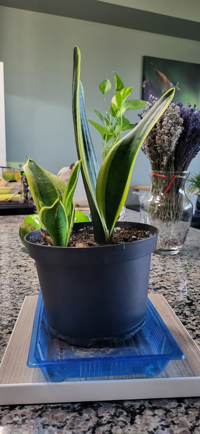 Snake plant in plastic pot - photo 4