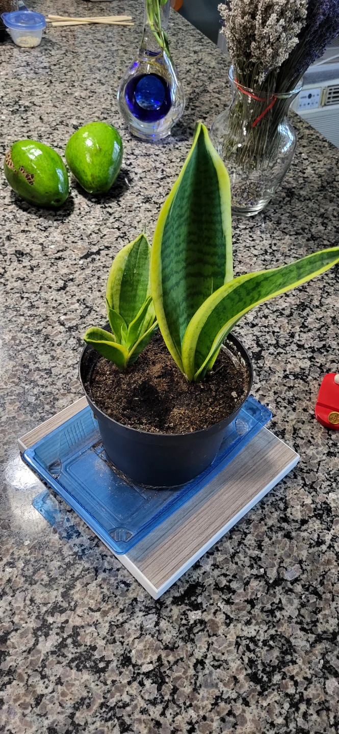 Snake plant in plastic pot - photo 5