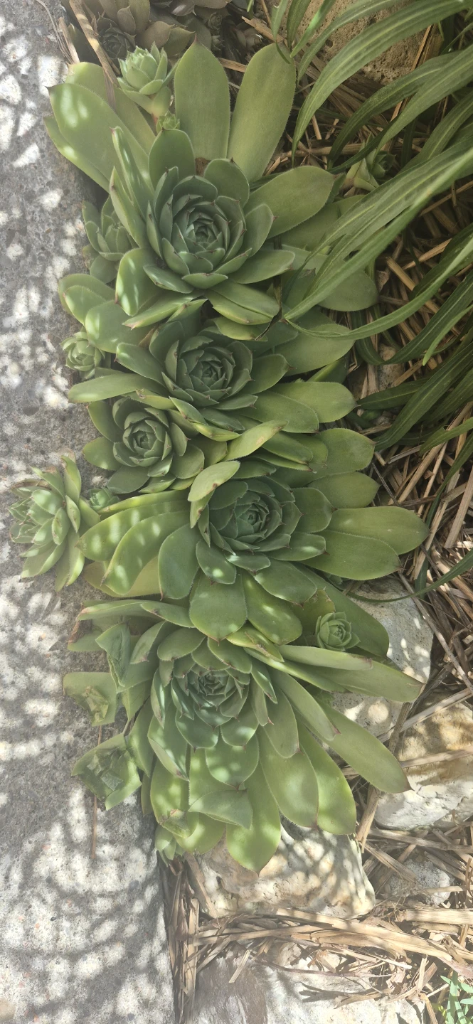 Perennial plants for ssle