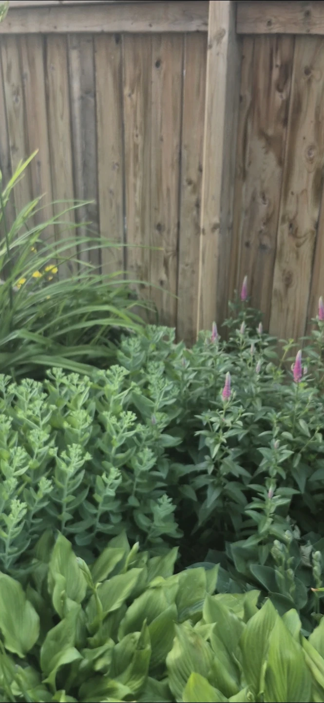 Perennial plants for ssle - photo 3