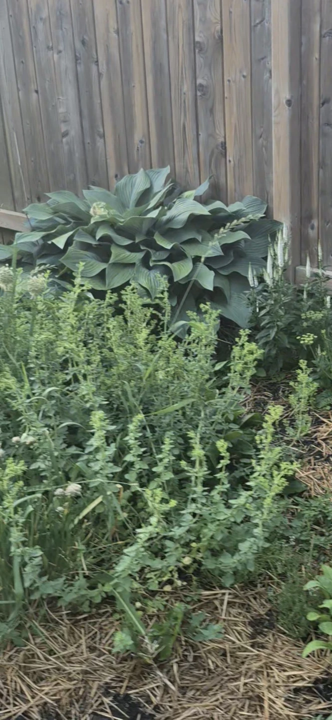 Perennial plants for ssle - photo 4