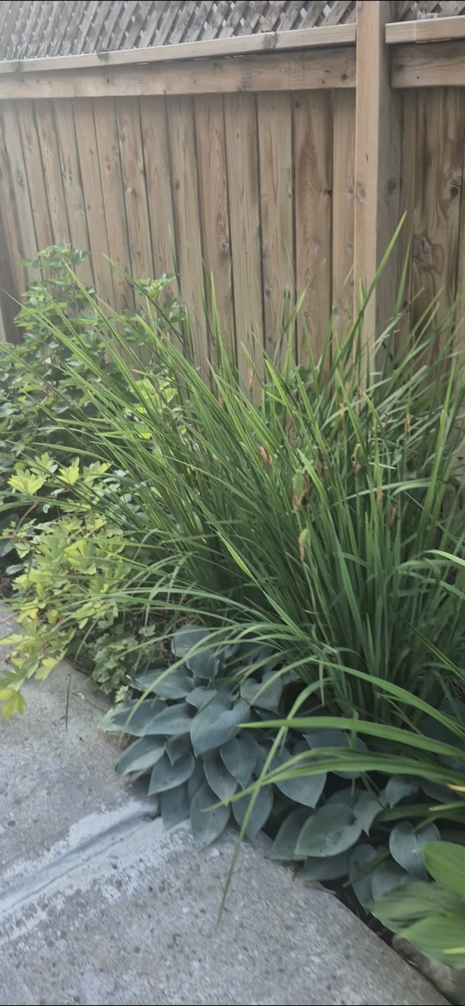 Perennial plants for ssle - photo 5
