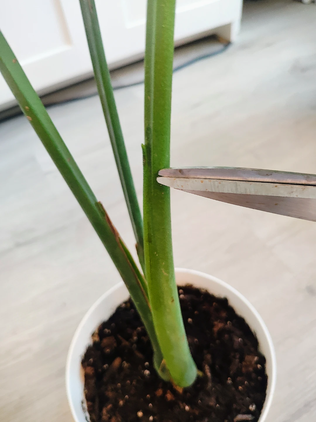 Monstera Plant - photo 4