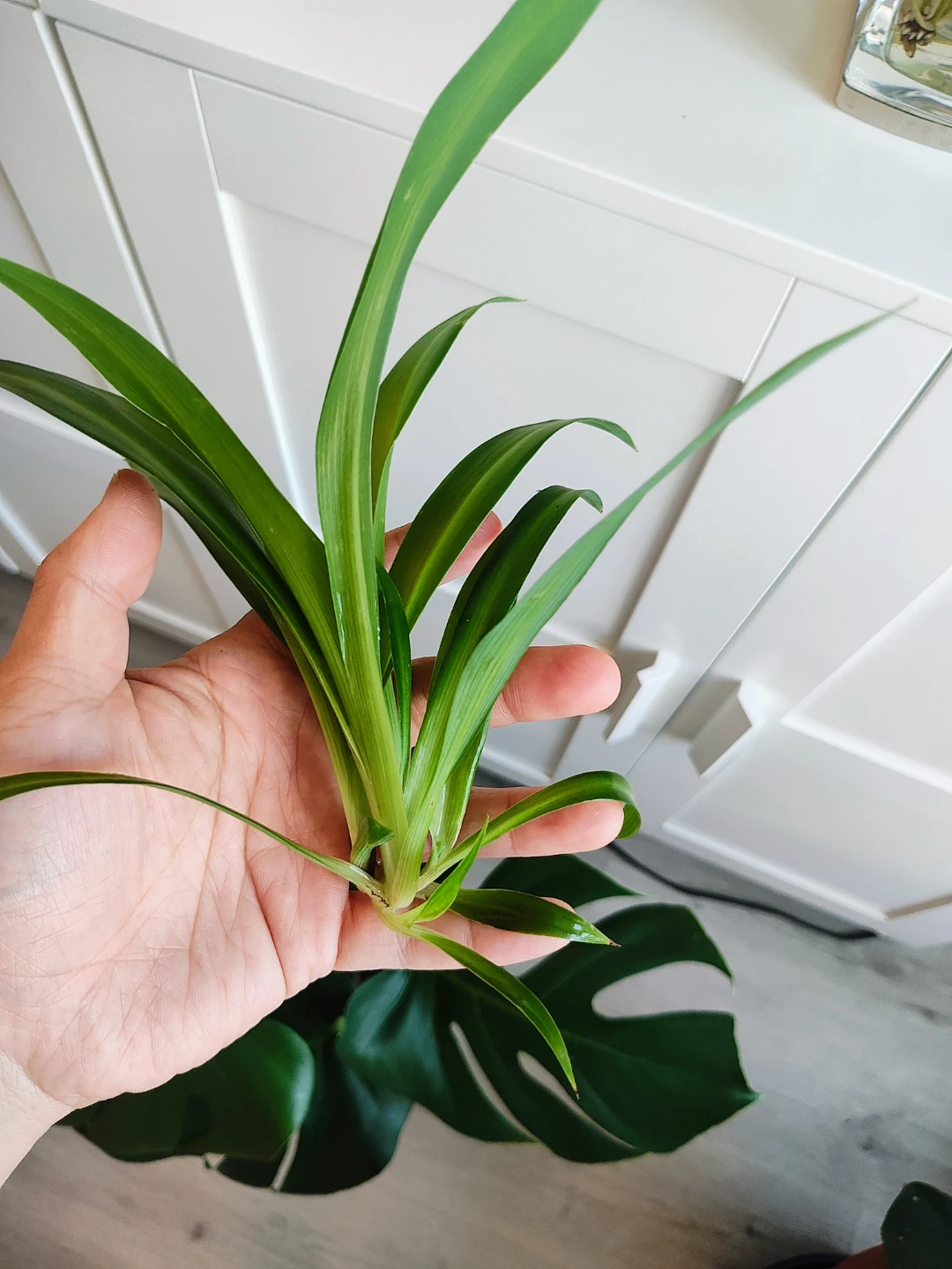 Monstera Plant - photo 5