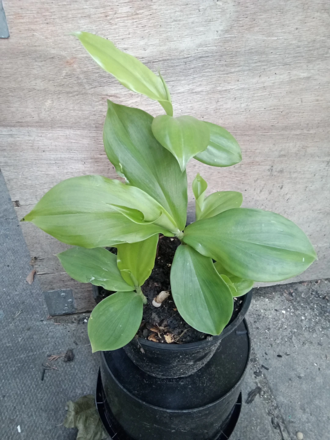 Insulin plant