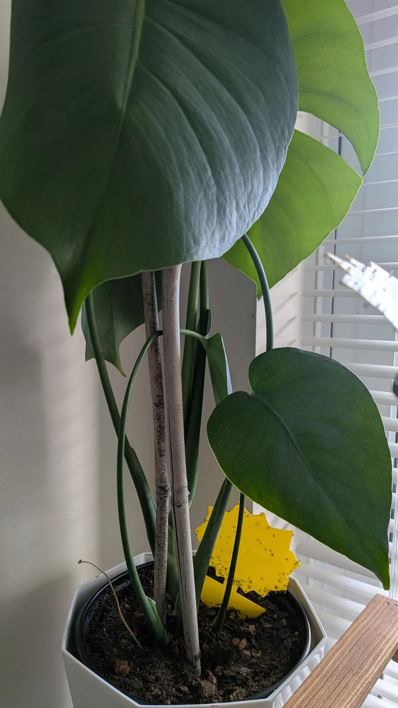 Monstera Plant - Medium size