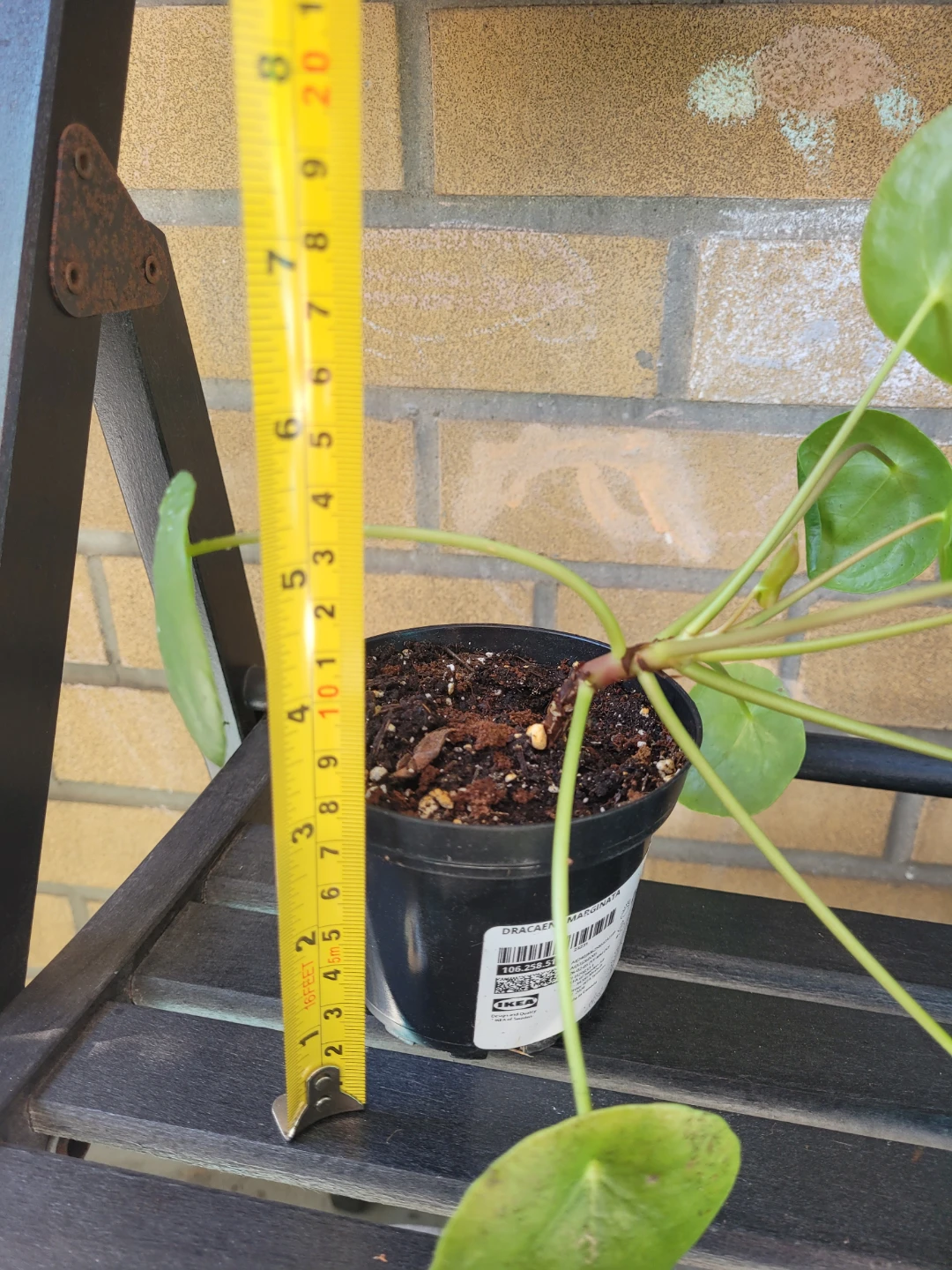 IKEA Pilea 'Pilea Peperomioides' Plant - photo 5