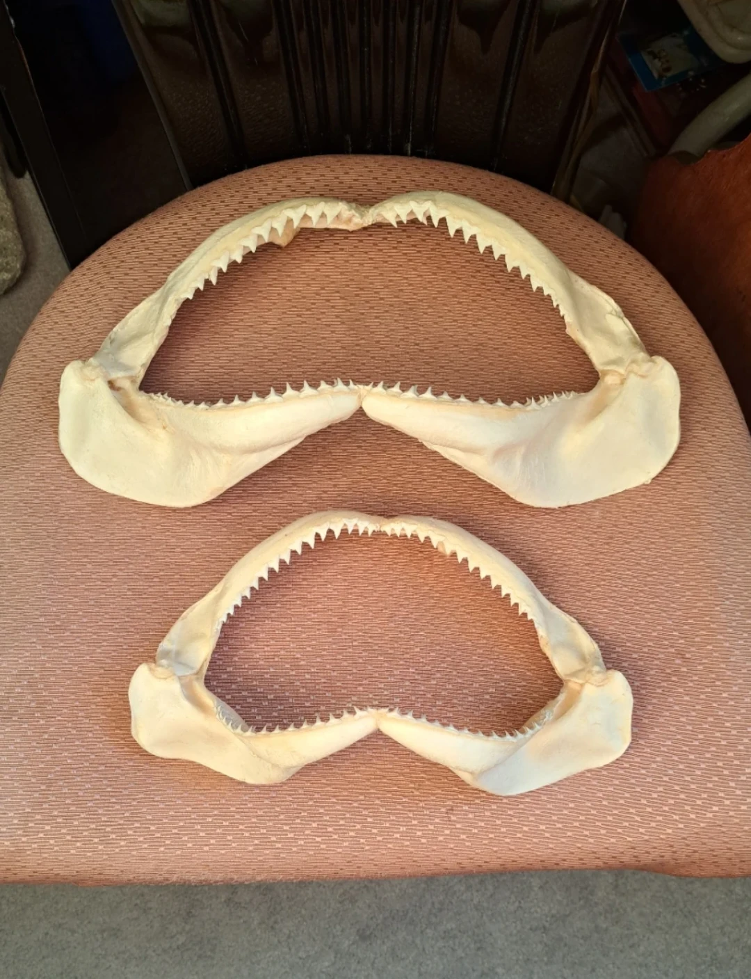 Bull Shark Jaws Set