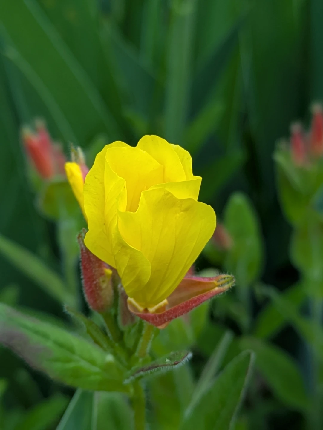 Yellow Evening Primrose plant