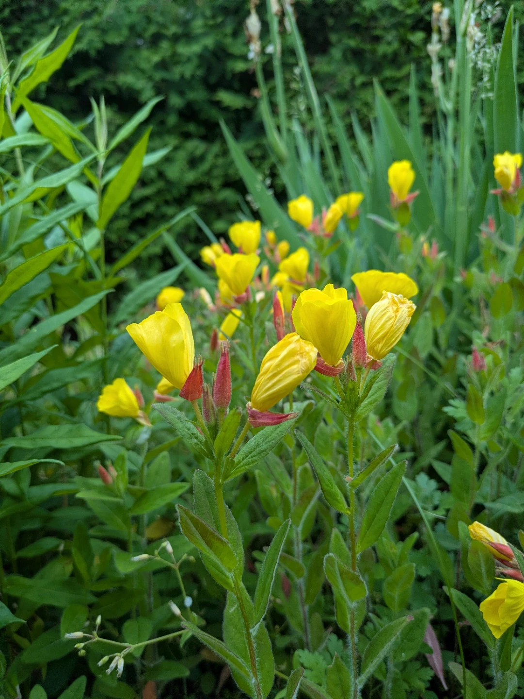 Yellow Evening Primrose plant - photo 2