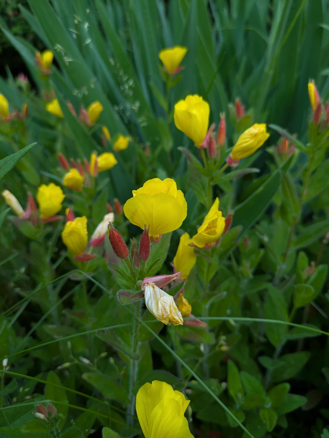 Yellow Evening Primrose plant - photo 3