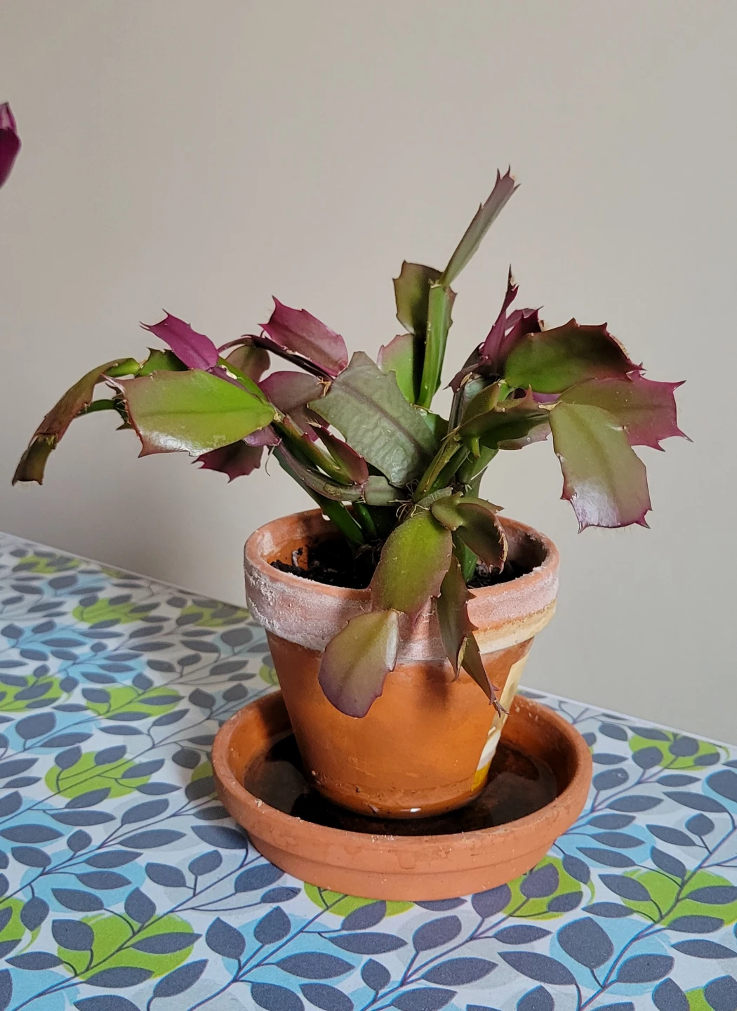 Wandering Jew plant and Christmas Cactus - photo 2