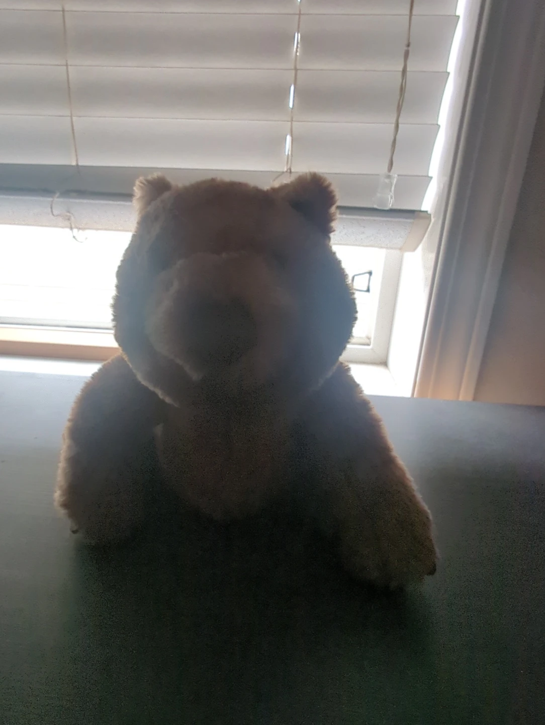 Jellycat Wonda Wombat Plush Toy