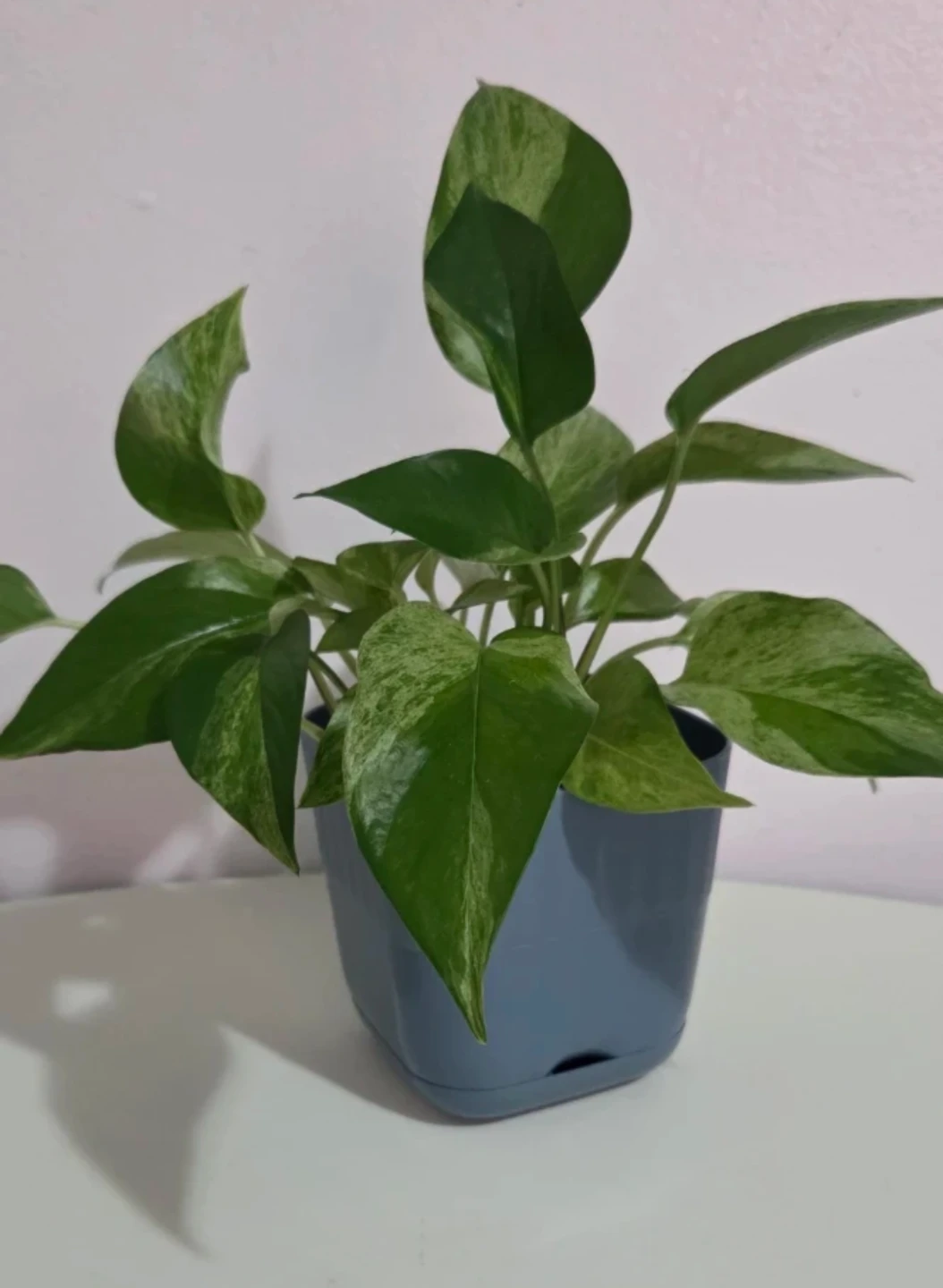 Marble Queen Pothos 🌿 - photo 2