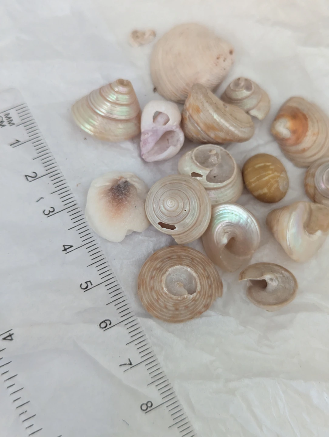 Lot of assorted mini seashells and mother of pearl - photo 2