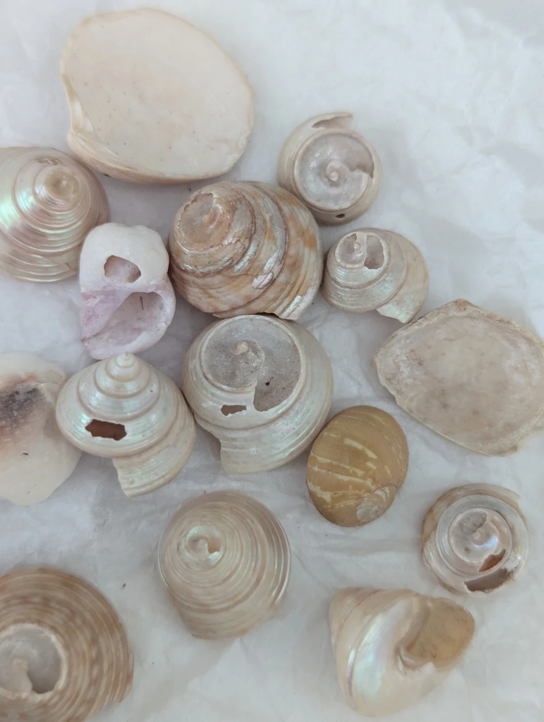 Lot of assorted mini seashells and mother of pearl - photo 3