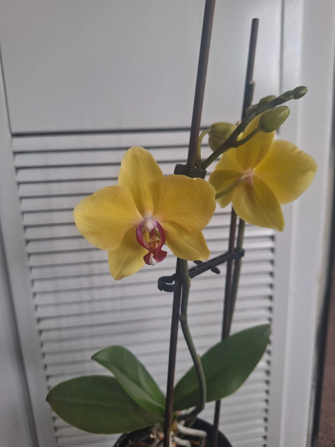 Yellow Orchid Plant with black pot - photo 2