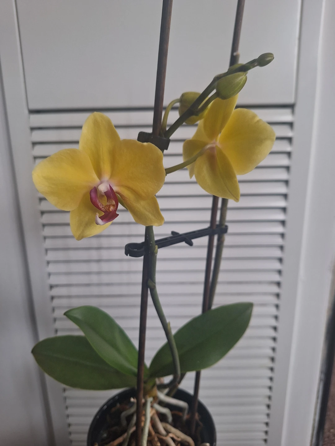 Yellow Orchid Plant with black pot - photo 3
