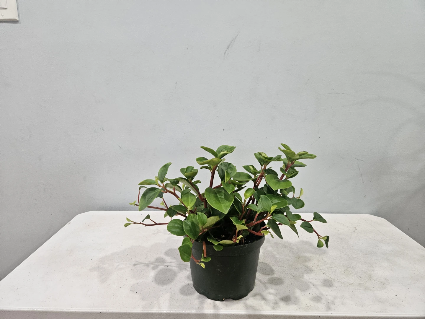 Assorted indoor Tropical Plants ( $15 each pot) - photo 2