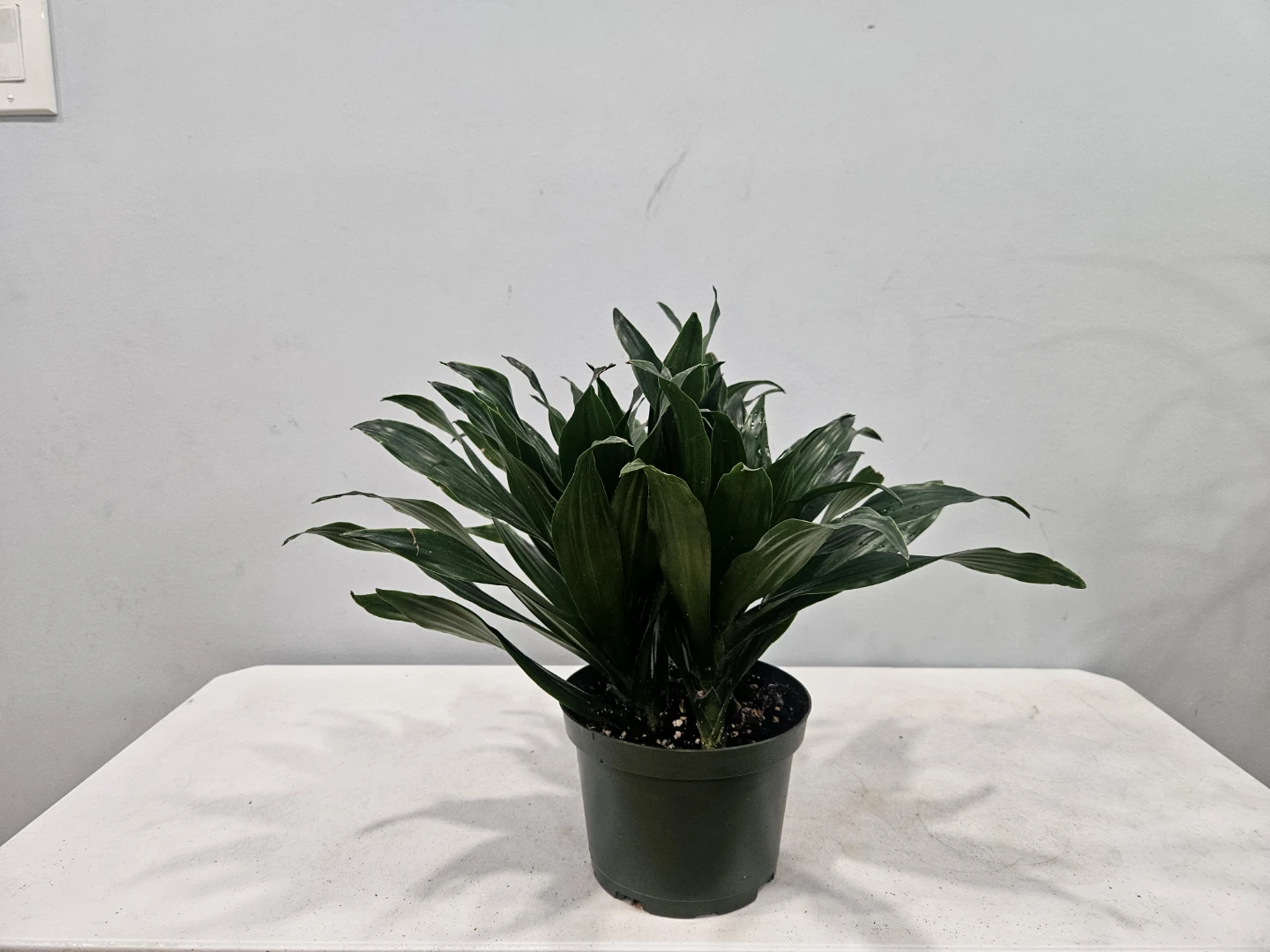 Assorted indoor Tropical Plants ( $15 each pot) - photo 3