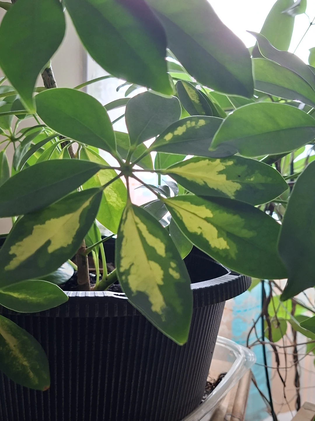Schefflera Arboricola (Umbrella Tree) Healthy Indoor Plant - photo 4