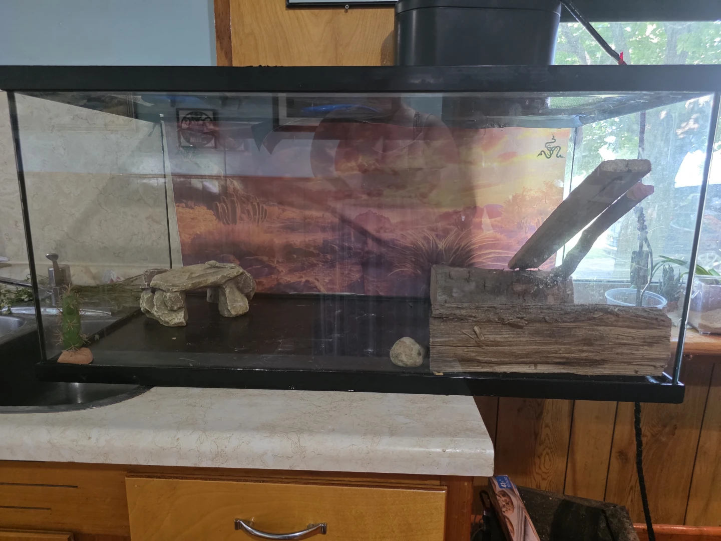Bearded Dragon Tank