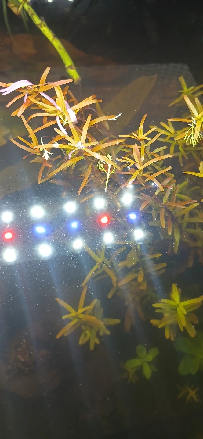 Rotala Rotundifolia Reddish - Aquatic Plant Cuttings - photo 2