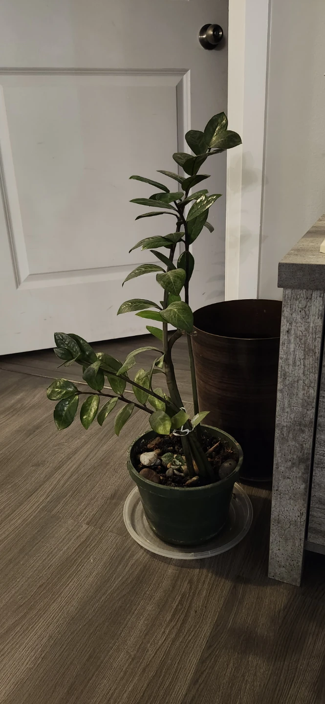 Plant in Pot