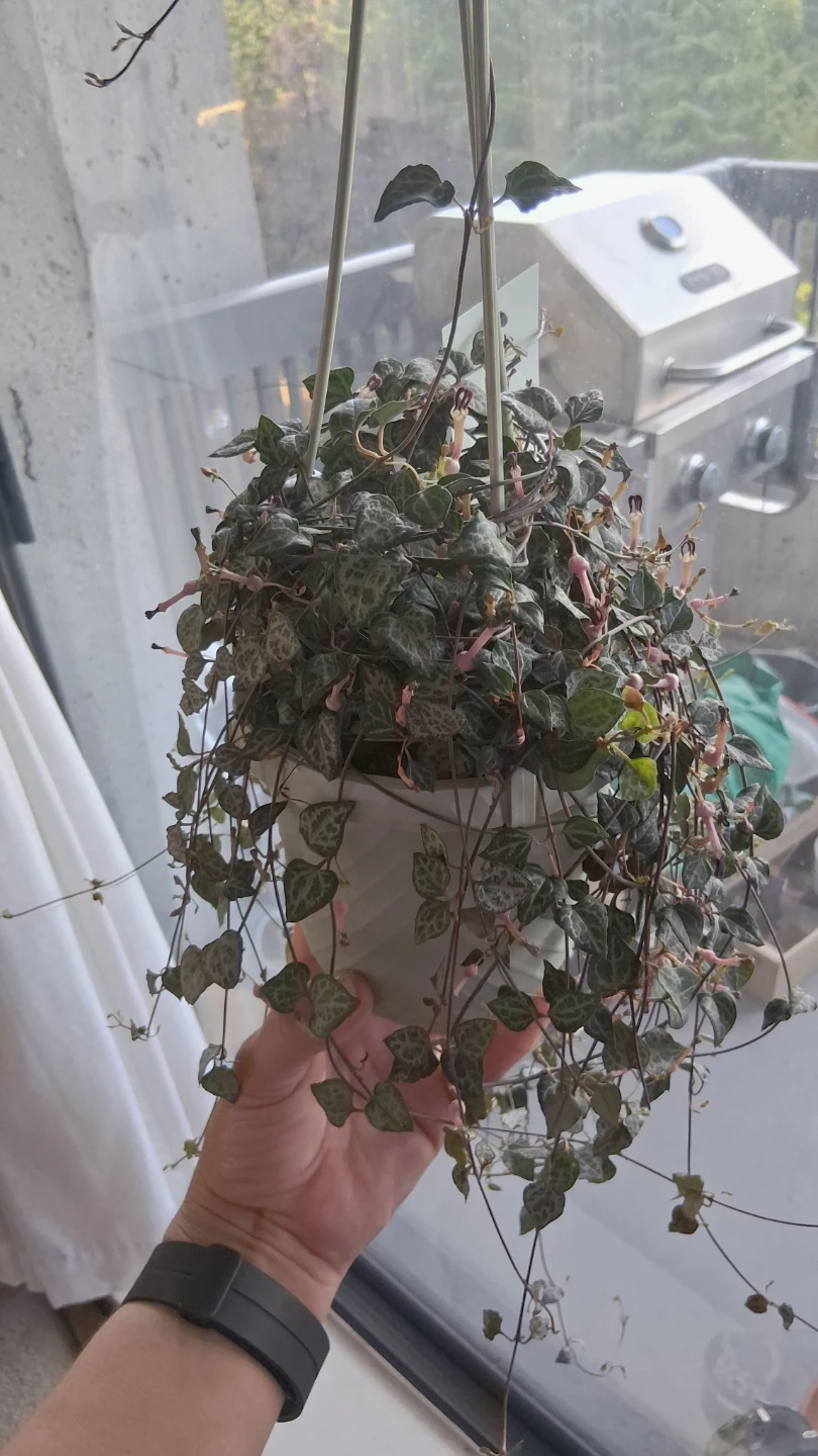 Ceropegia Woodii (String of Hearts)