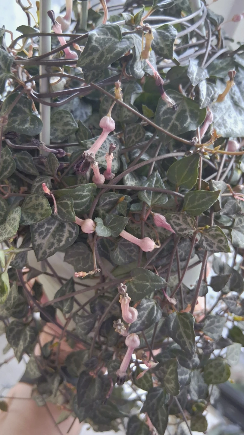 Ceropegia Woodii (String of Hearts) - photo 3