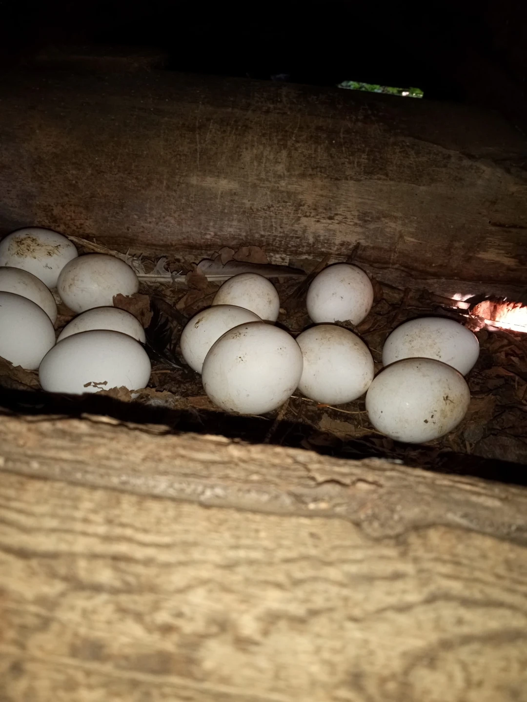 Farm Fresh Eggs