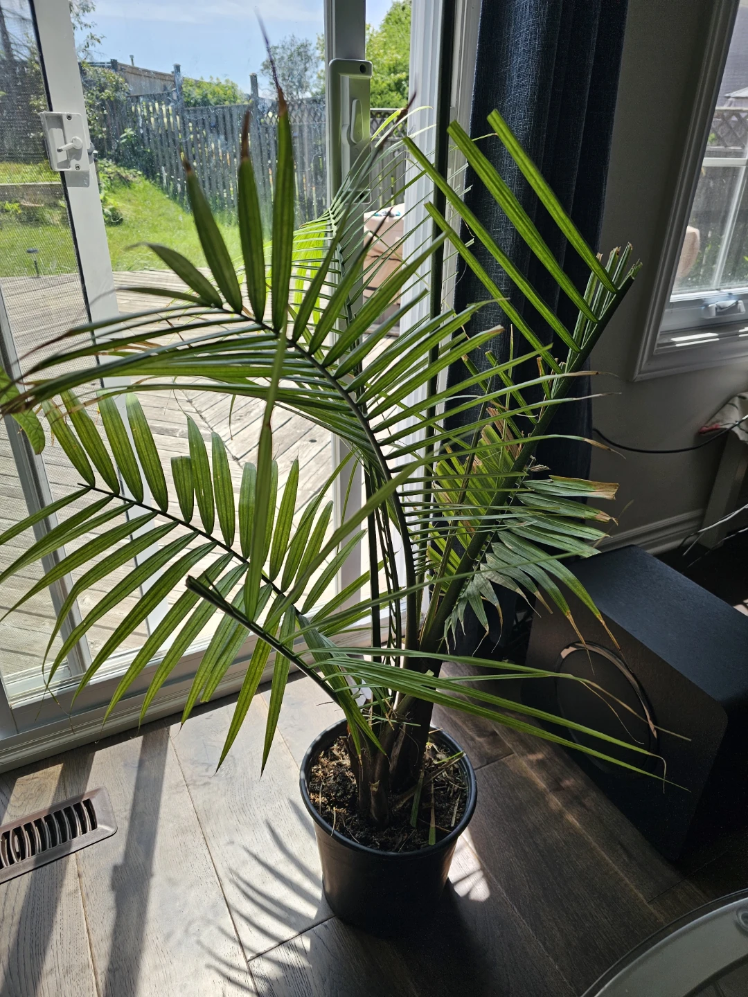 Areca Palm Plant