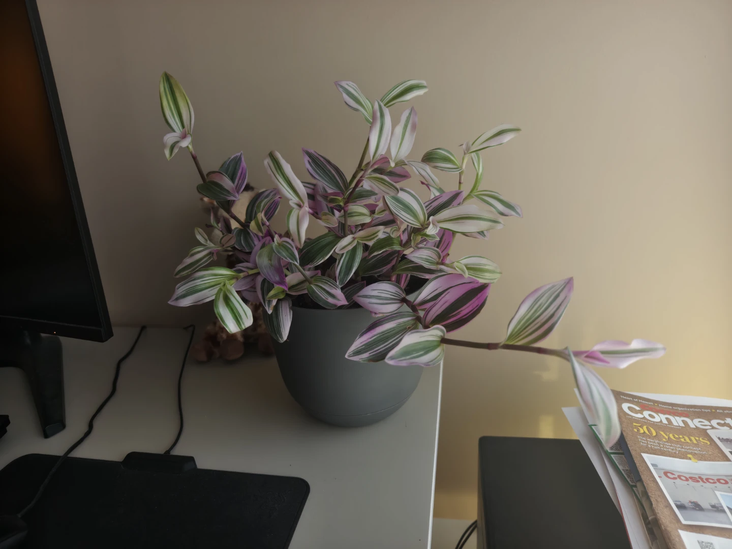 Tradescantia Nanouk Plant