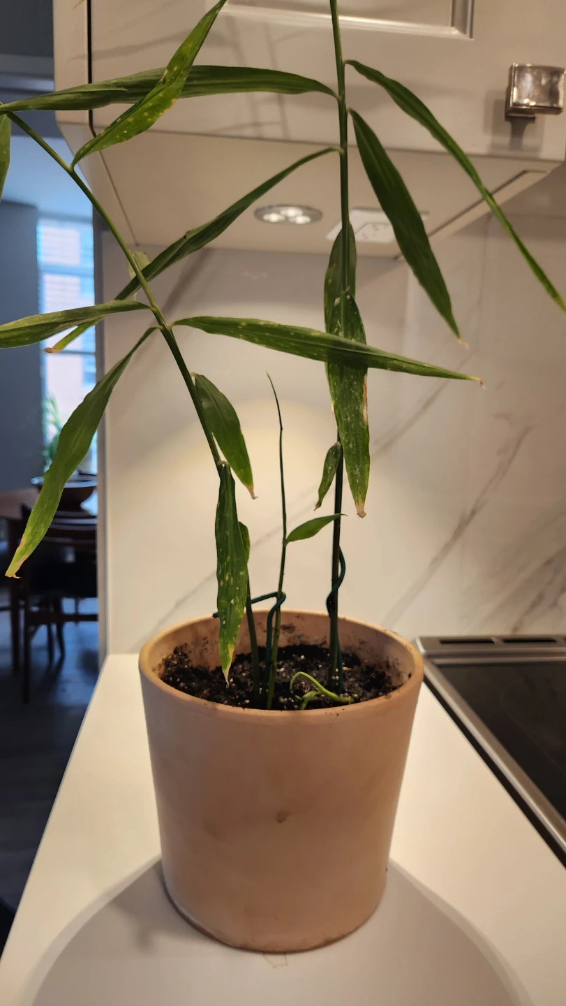 Ginger plant in pot