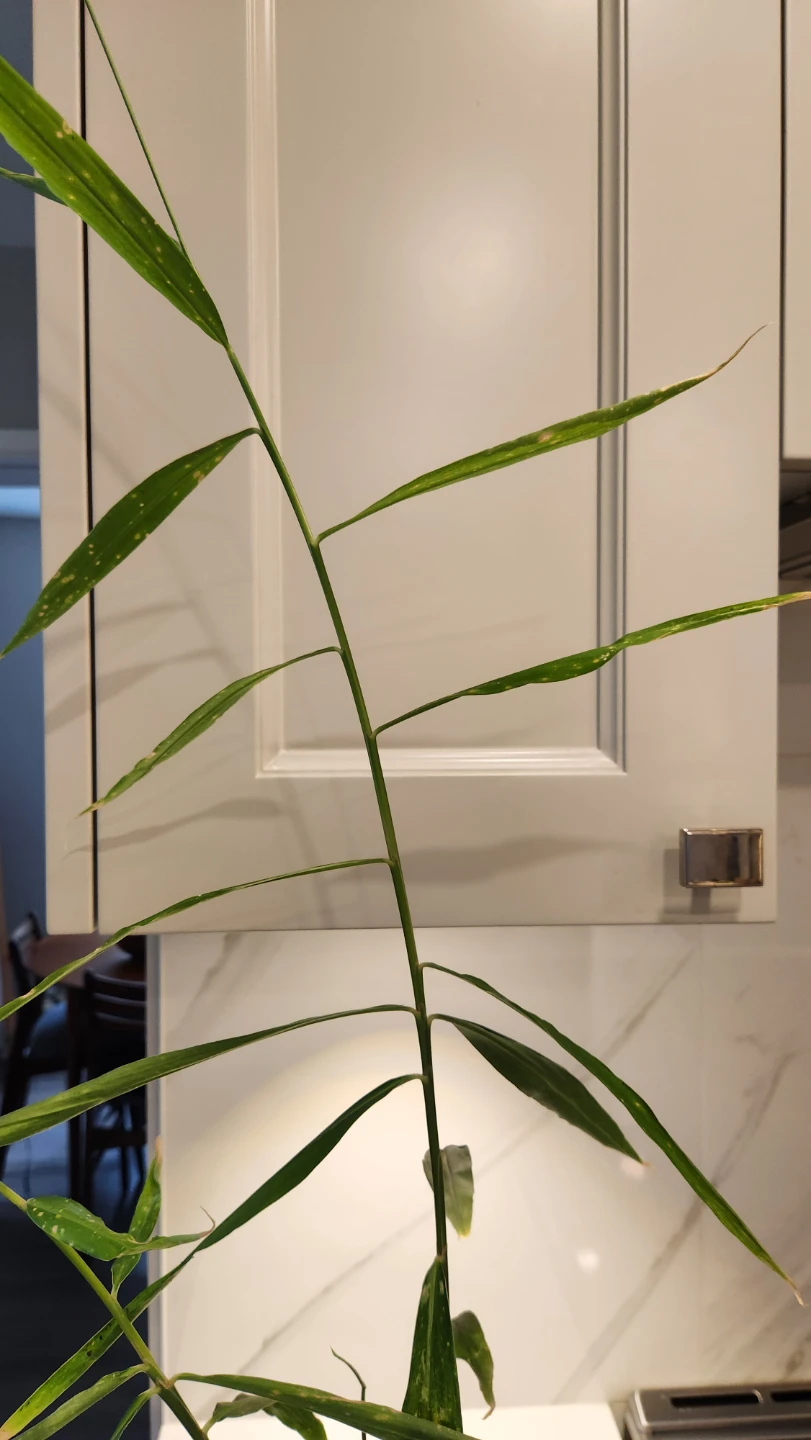 Ginger plant in pot - photo 2