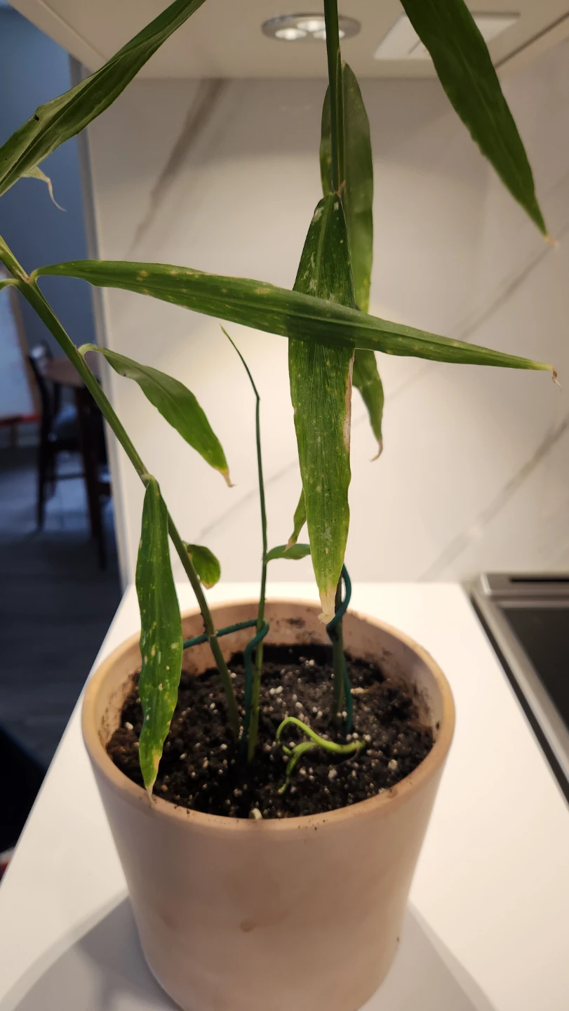 Ginger plant in pot - photo 3