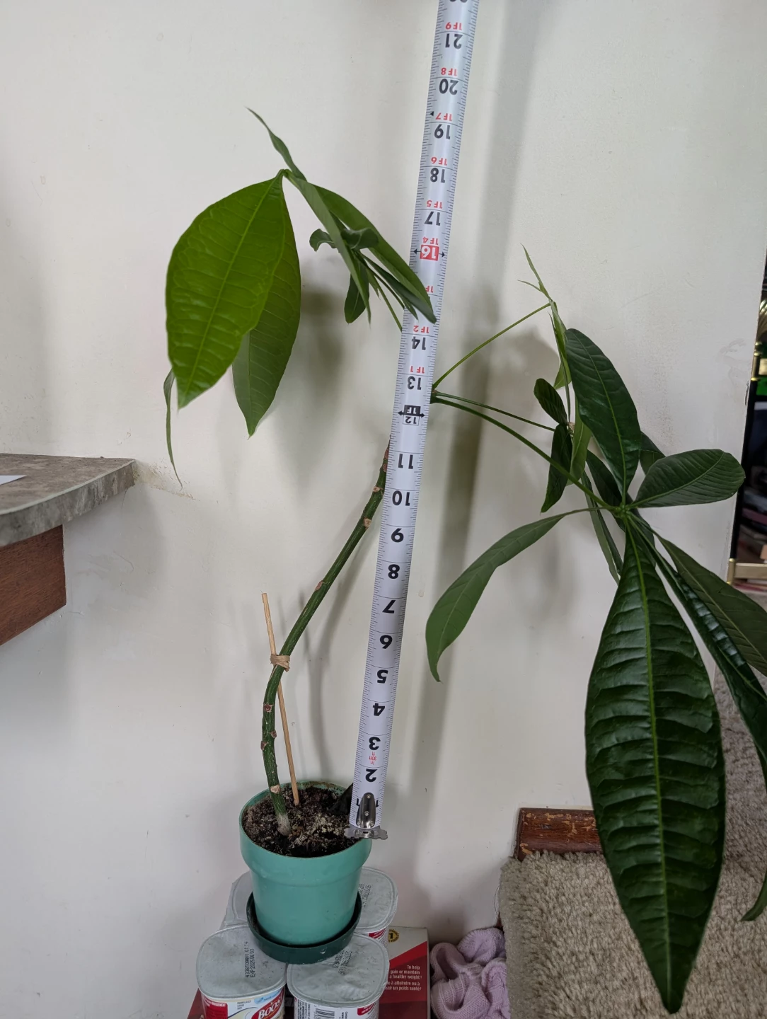 Healthy 12" Tall Indoor Money Tree (Pachira aquatica) - photo 2