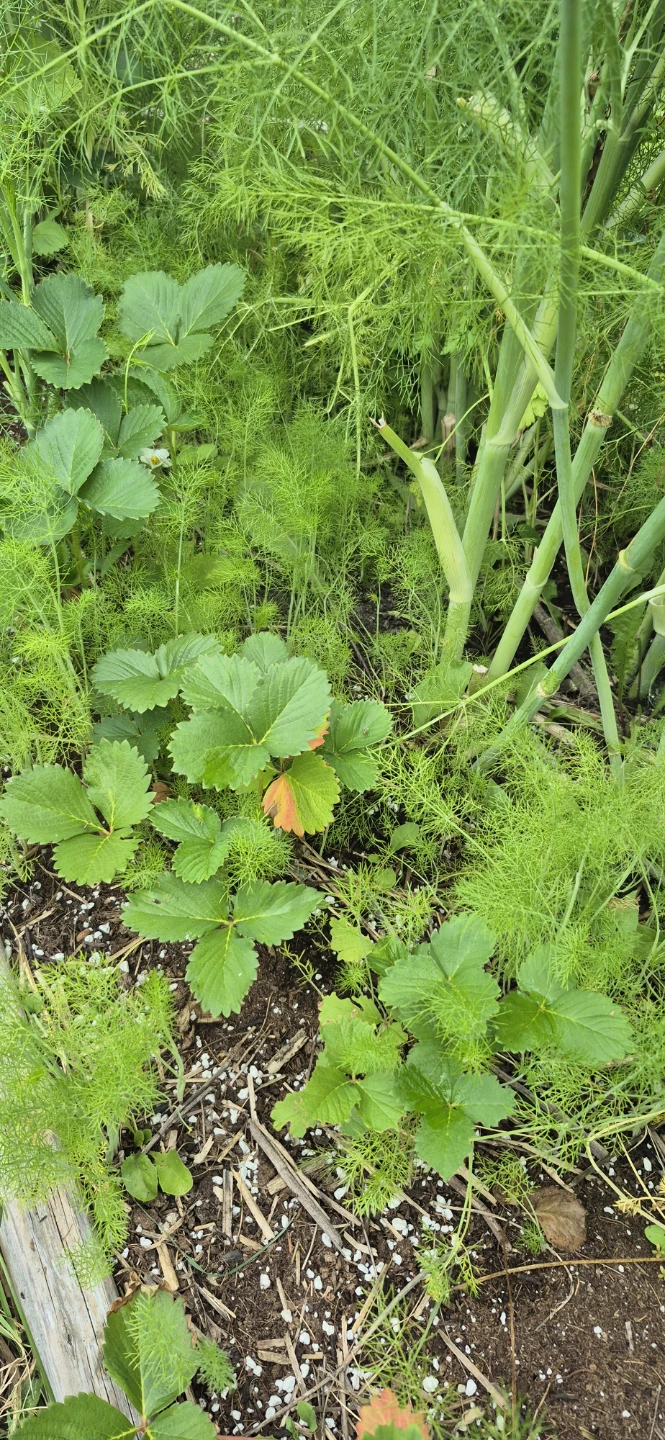 Free fennel - photo 3
