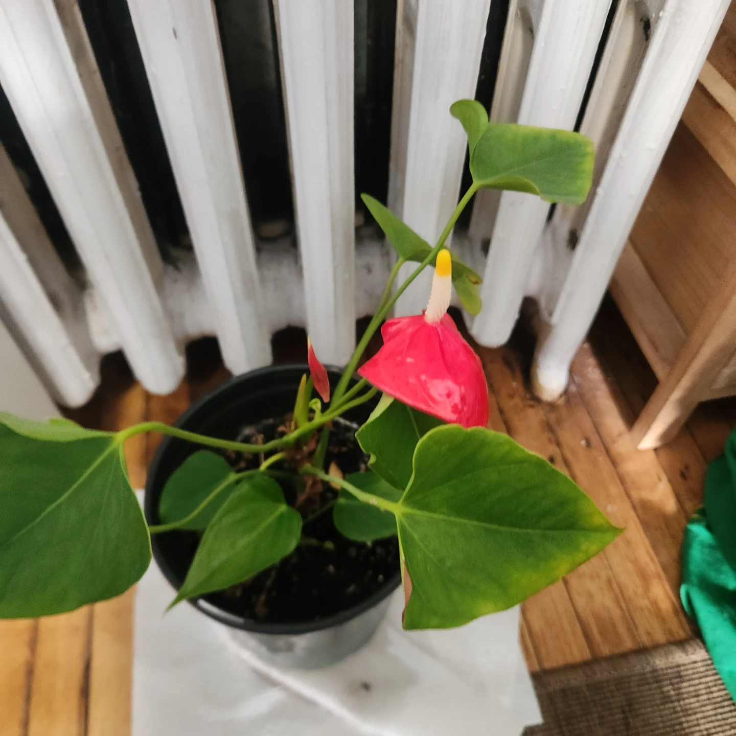 Potted Anthurium Plant - photo 5