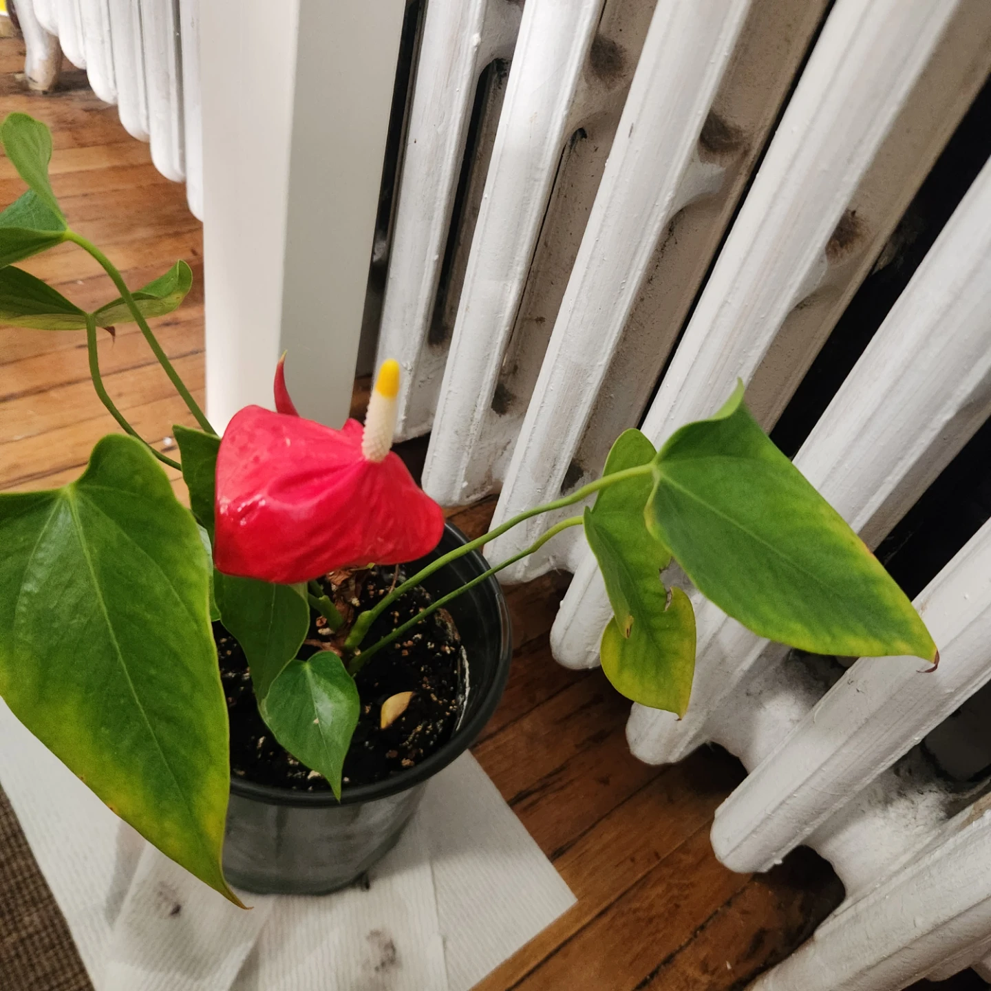 Potted Anthurium Plant - photo 5