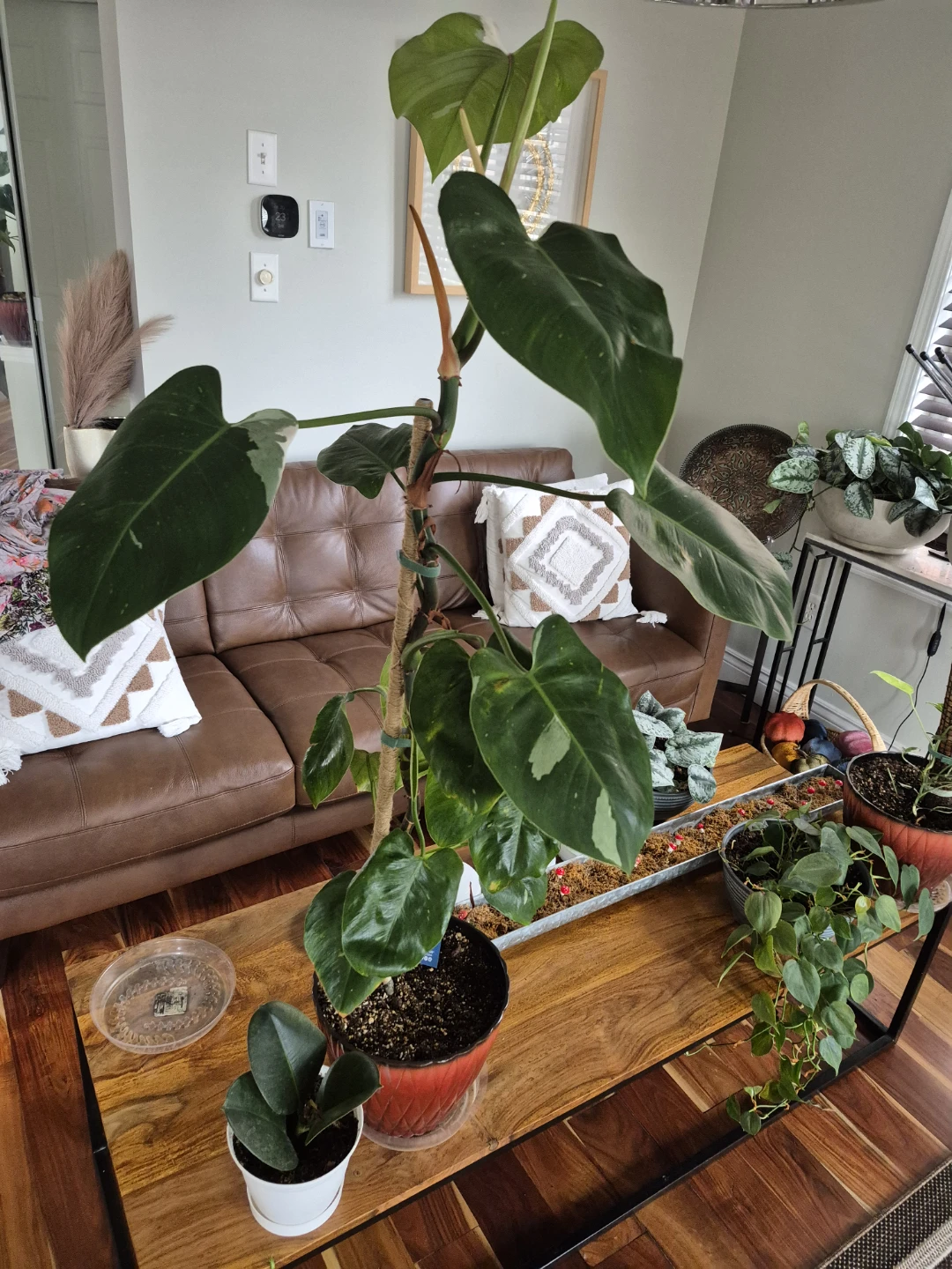 Philodendron white knight Plant - photo 2