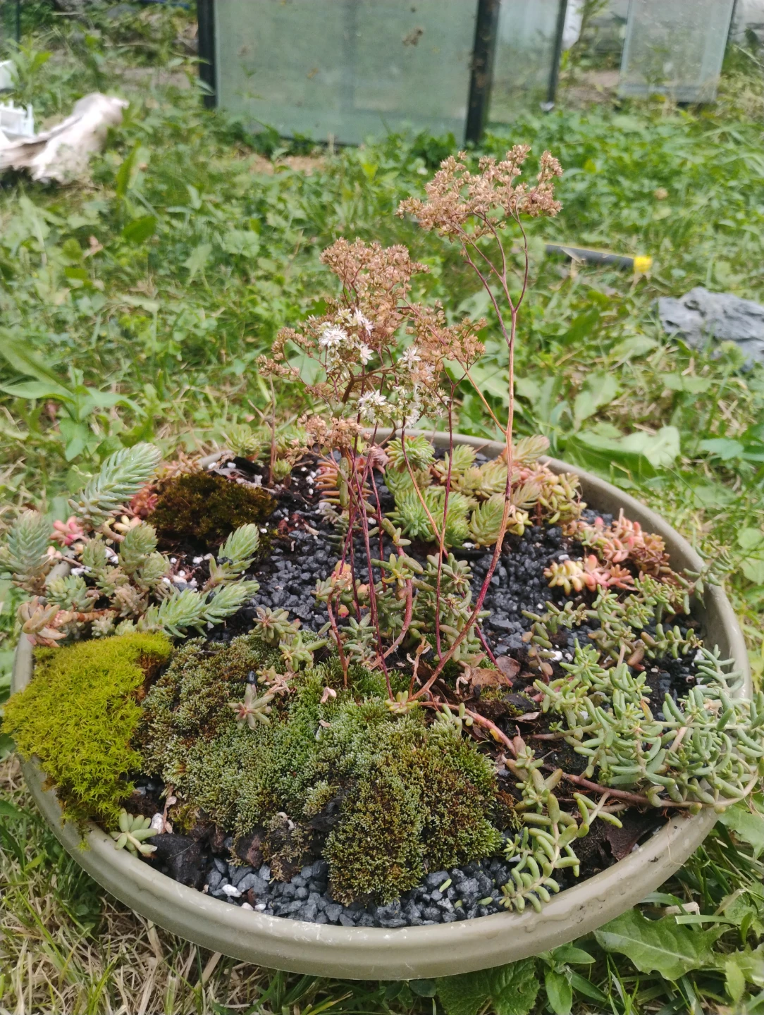Succulent dish garden 🏡 - photo 2