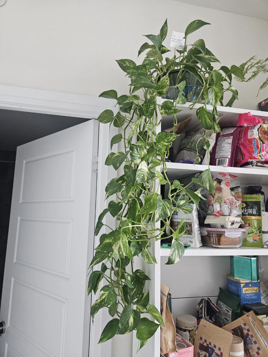 Pothos Plant