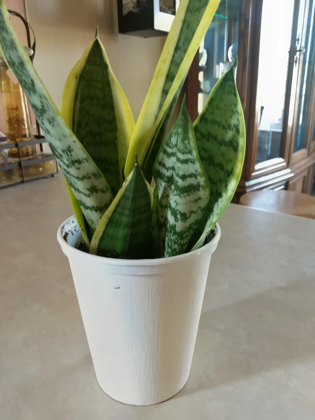 Healthy Live indoor Snake Plant in White Pot