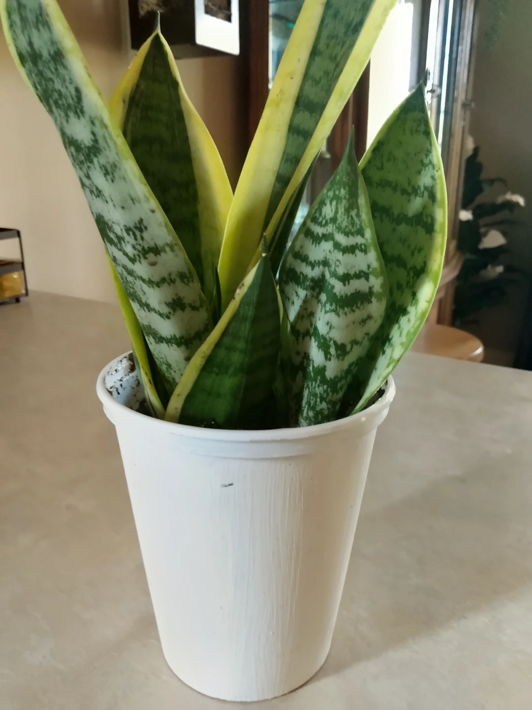 Healthy Live indoor Snake Plant in White Pot - photo 2