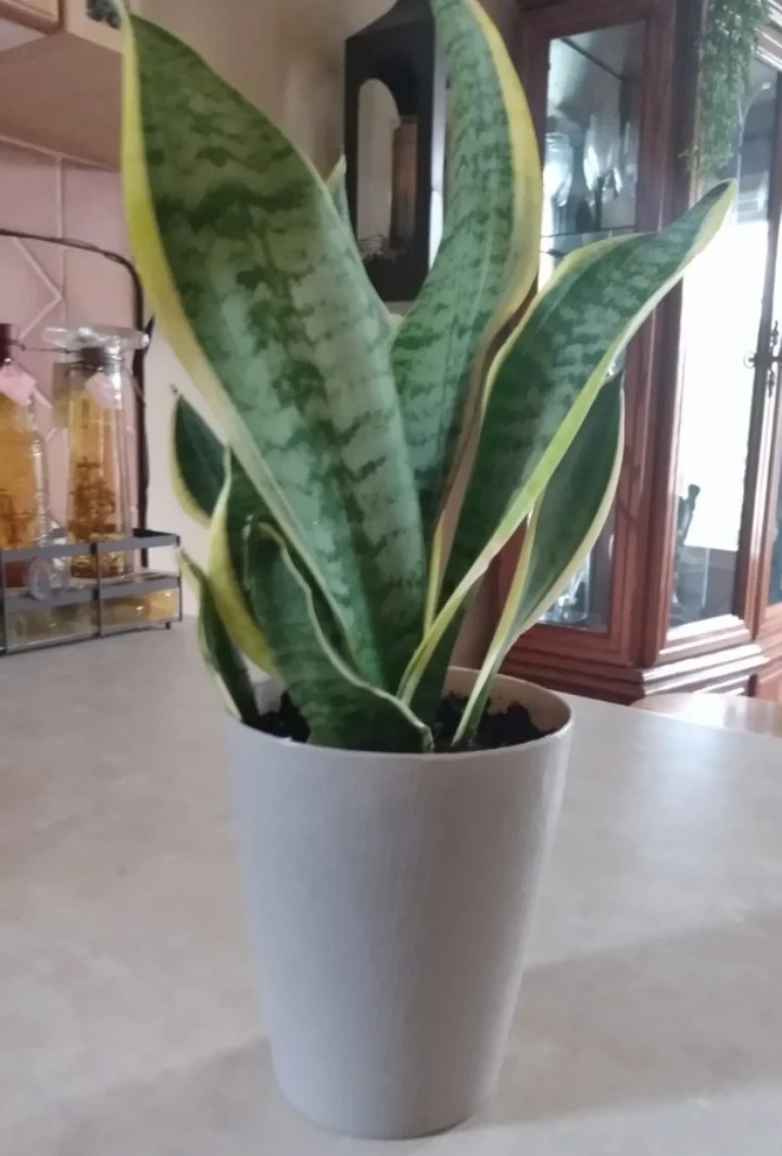 Healthy Live indoor Sansevieria Plant in Pot