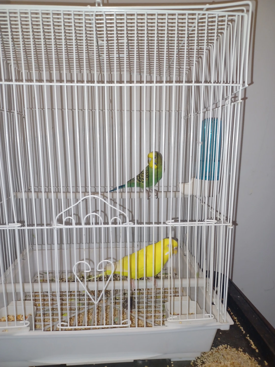 White Bird Cage with Two Budgies