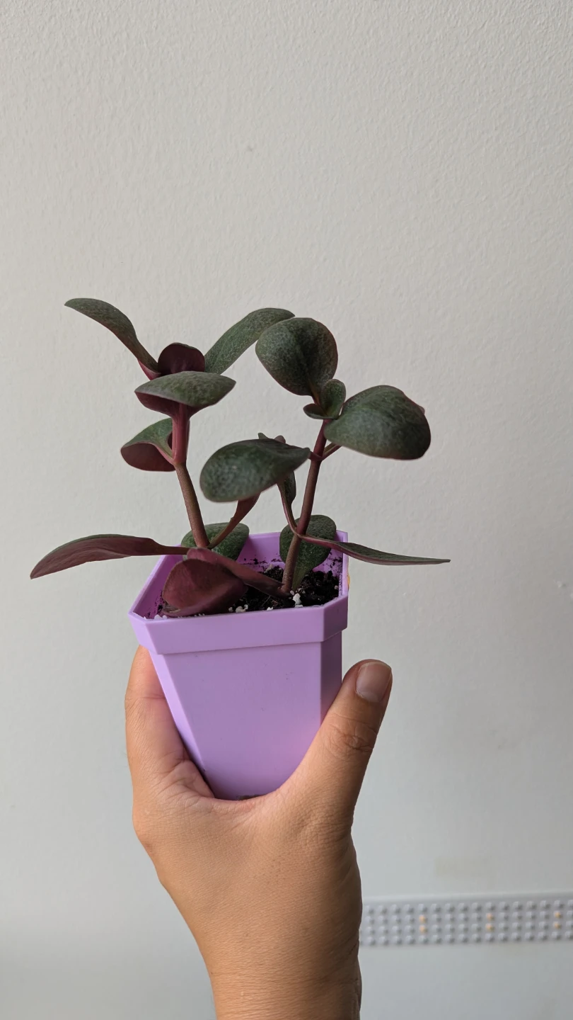 Small Potted Jade Plant