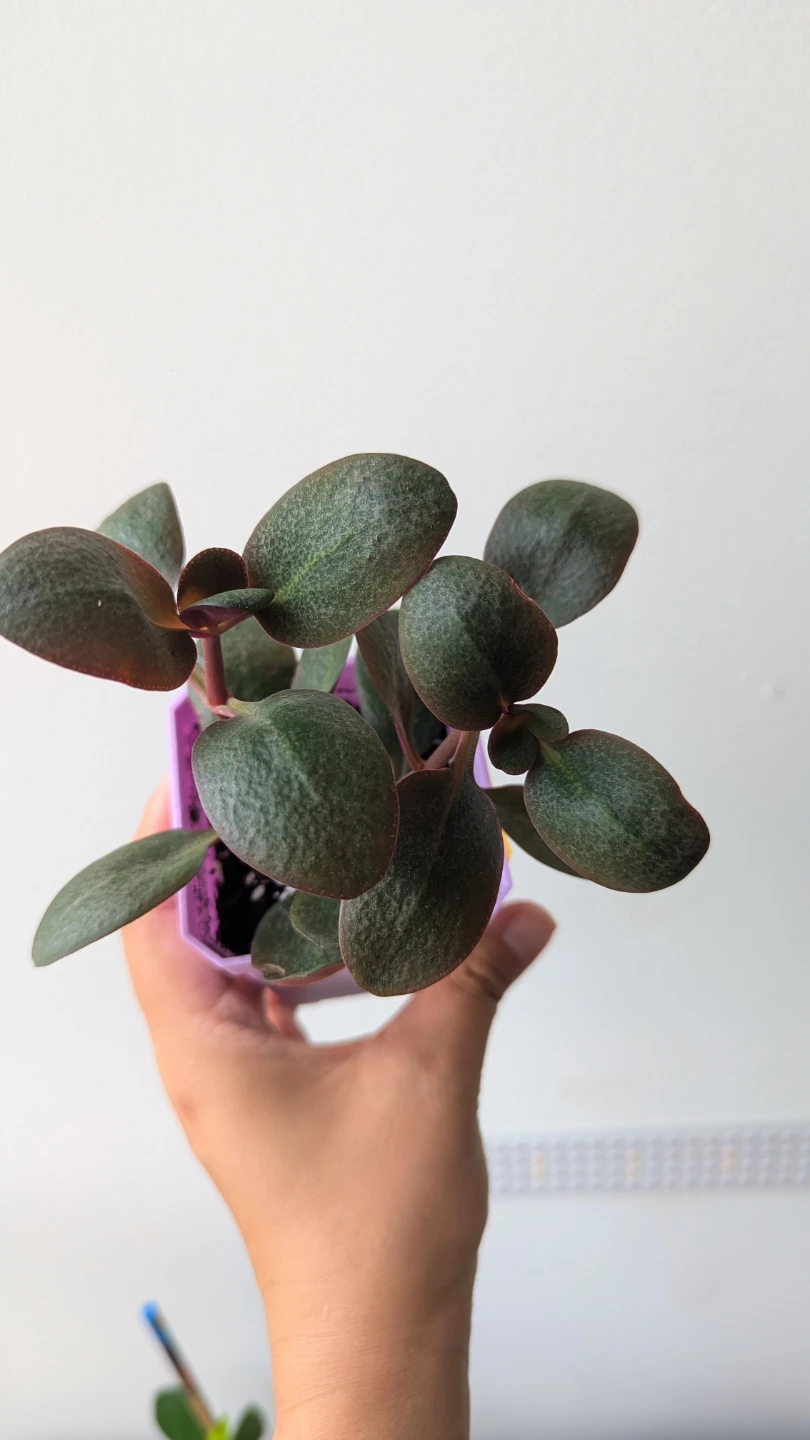Small Potted Jade Plant - photo 2