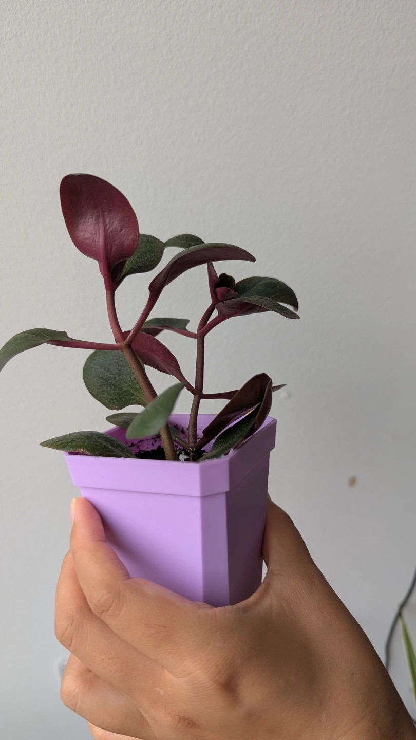 Small Potted Jade Plant - photo 3